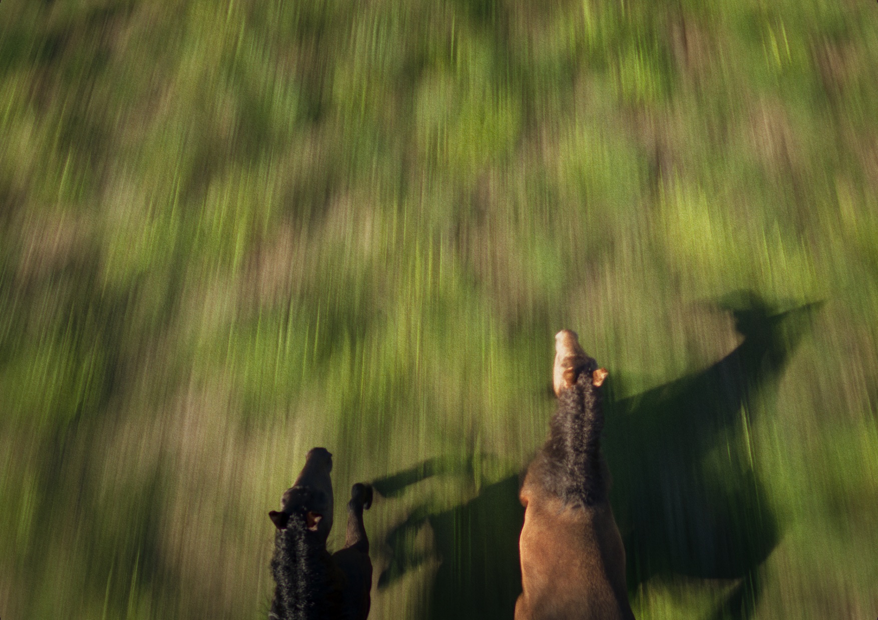 逃げ上手の若君 Image 2